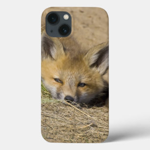 EUA, Colorado, Breckenridge. Raposa vermelha alert