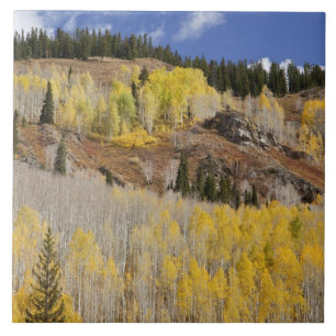 EUA, Colorado, Floresta Nacional de Gunnison, ao l
