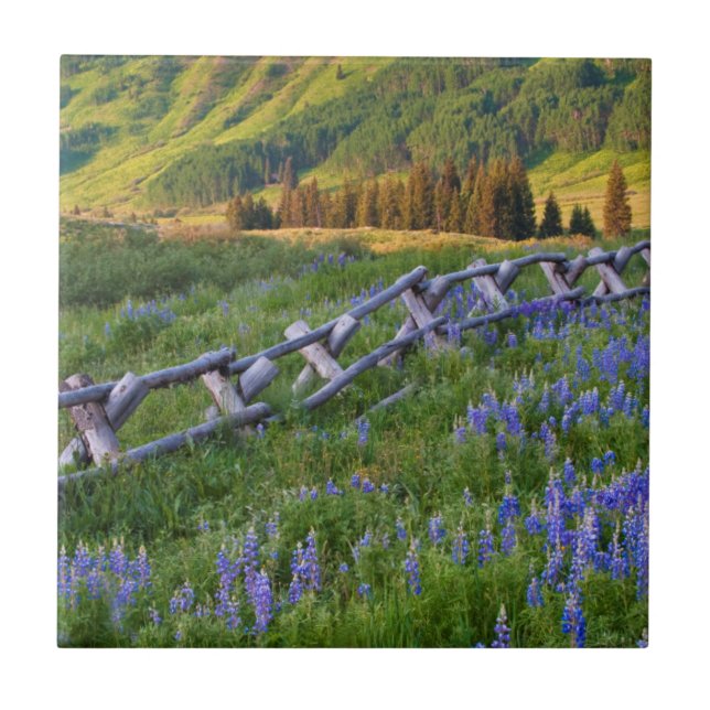 EUA, Colorado. Lupinos e cerca de trilhos dividido (Frente)