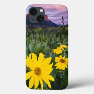 EUA, Colorado, Mt. Crested Butte