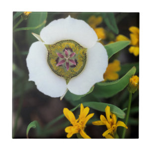 EUA, Colorado. Tulipa Mariposa