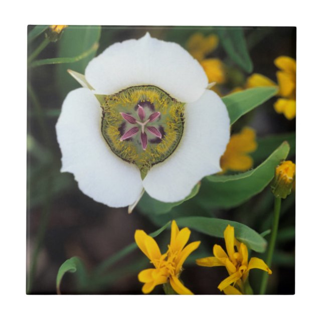 EUA, Colorado. Tulipa Mariposa (Frente)
