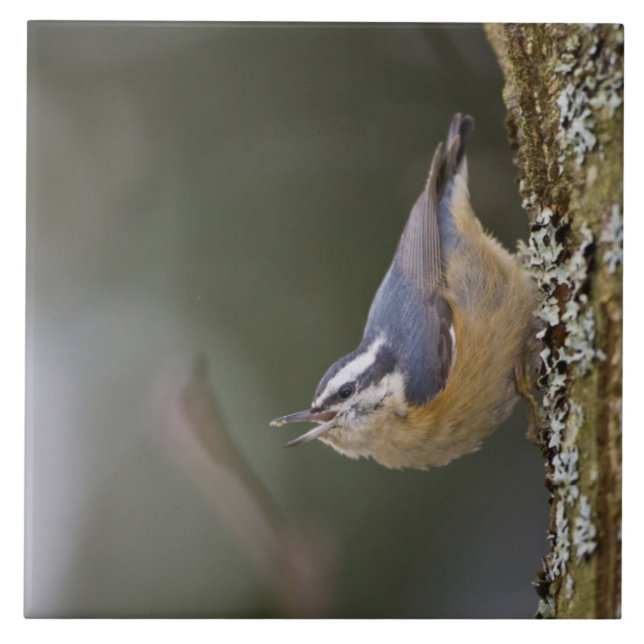 EUA, Estado de Washington, Red-Brested Nuthatch, (Frente)