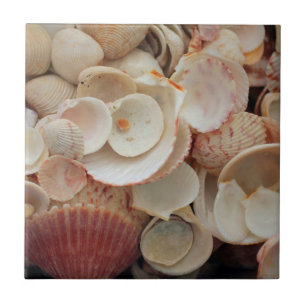 EUA, Flórida. Feche As Conchas No Papai noel Rosa