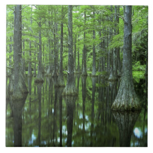 EUA, Flórida, Floresta Nacional Apalachicola, Care