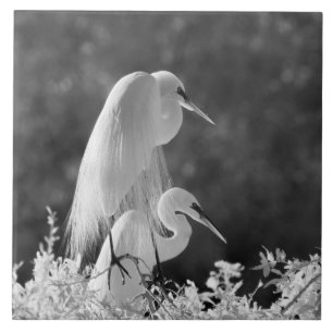 EUA, Flórida, Garça-branca-grande (Ardea alba) inf