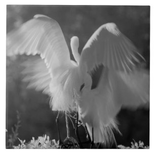 EUA, Flórida, Garça-branca-grande (Ardea alba) inf