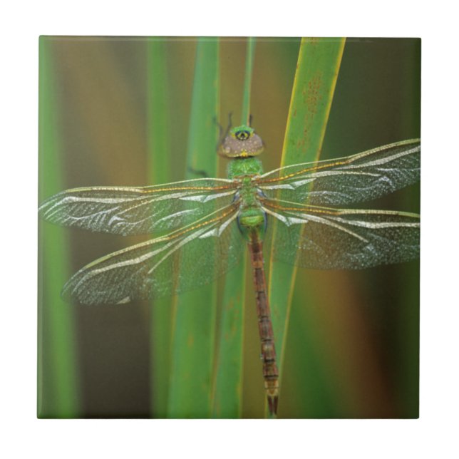 EUA, Geórgia. Libélula dárner verde em juncos (Frente)