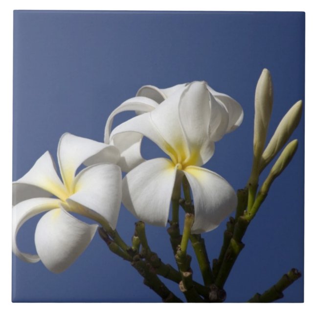 EUA, Havaí, Kauai, plumeria branca. (Frente)