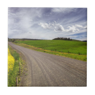 EUA, Idaho, Condado de Idaho, Campo de Canola