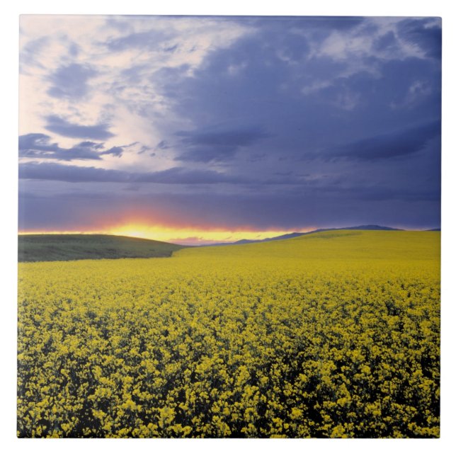 EUA, Idaho, Swan Valley. Um pôr do sol feroz explo (Frente)