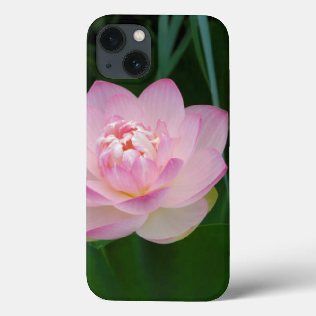 EUA, Kansas, Pink Water Lilly (Verso)