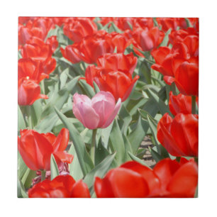 EUA, Kansas, Tulipas Vermelhas Com Uma Tulipa Rosa