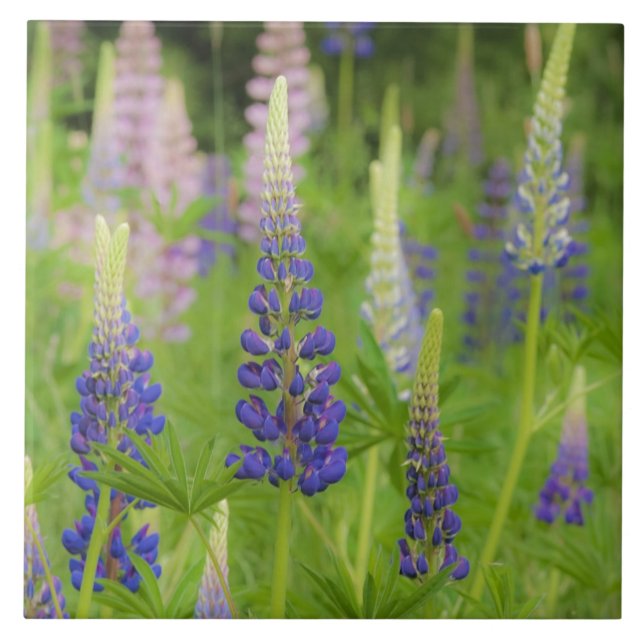 EUA, Maine, Acadia National Park. Domínio (Frente)