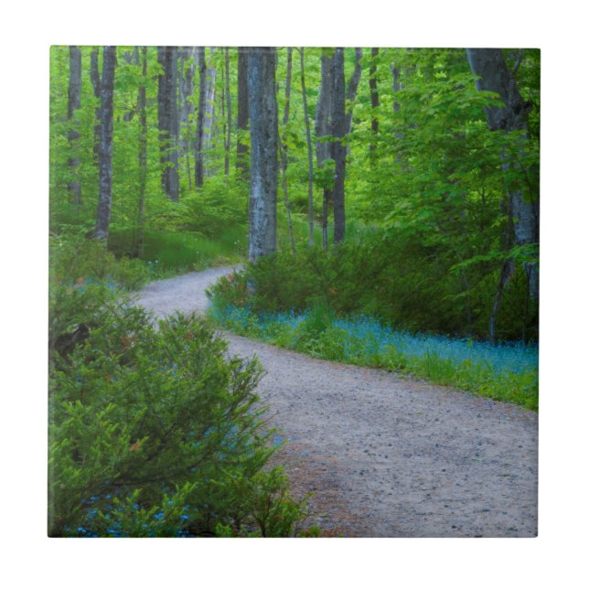 EUA, Michigan. Caminho Pela Floresta (Frente)