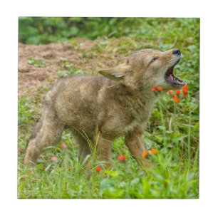 EUA, Minnesota, arenito, animais selvagens 17 de