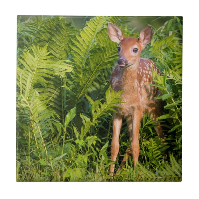 EUA, Minnesota, Sandstone, Minnesota Wildlife 10 (Frente)