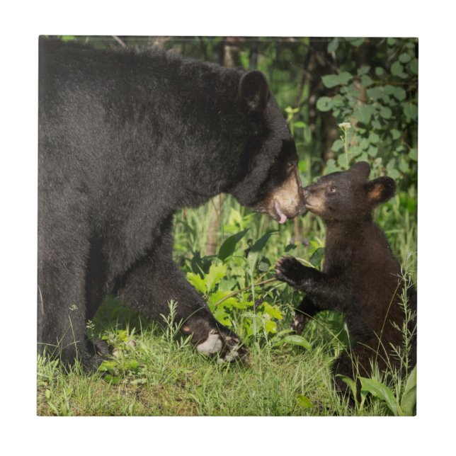 EUA, Minnesota, Sandstone, Minnesota Wildlife 13 (Frente)