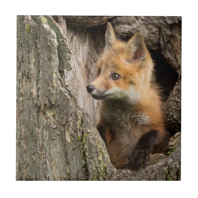 EUA, Minnesota, Sandstone, Minnesota Wildlife 14 (Frente)