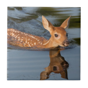 EUA, Minnesota, Sandstone, Minnesota Wildlife 19