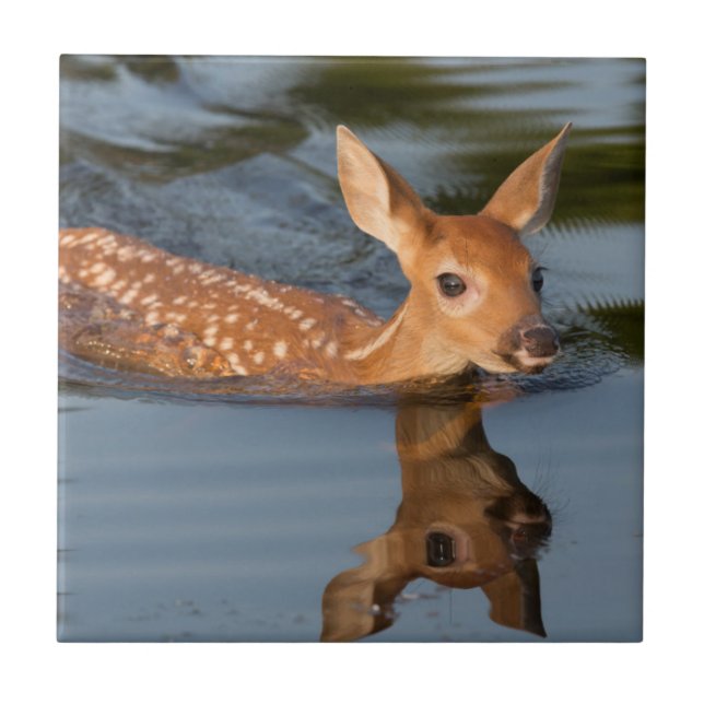 EUA, Minnesota, Sandstone, Minnesota Wildlife 19 (Frente)