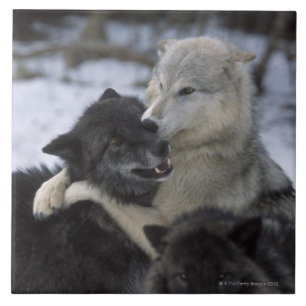 EUA, Montana, lobos que jogam na neve