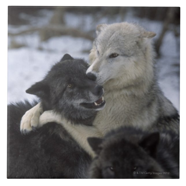EUA, Montana, lobos que jogam na neve (Frente)