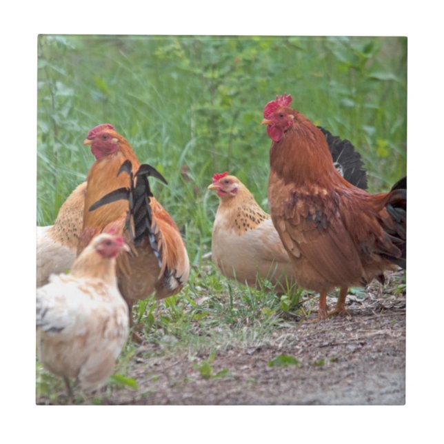 EUA, Nebraska. Galinhas (Frente)