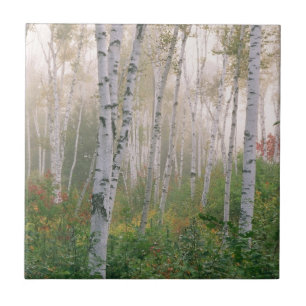 EUA, New Hampshire. Árvores de bétula na névoa que