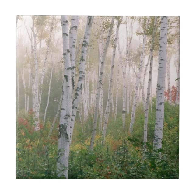 EUA, New Hampshire. Árvores de bétula na névoa que (Frente)