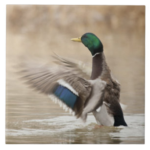 EUA, Oregon, Baskett Slough National Wildlife