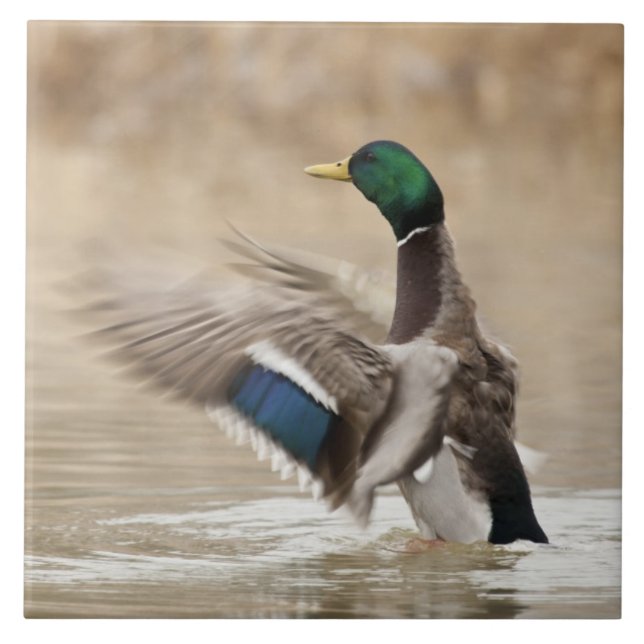 EUA, Oregon, Baskett Slough National Wildlife (Frente)