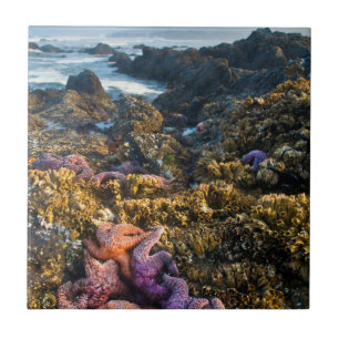 EUA, Oregon. Estrelas-do-mar