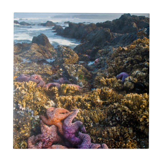 EUA, Oregon. Estrelas-do-mar (Frente)