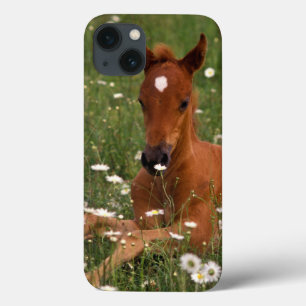 EUA, Oregon, Pony Árabe.