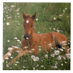 EUA, Oregon, Pony Árabe.