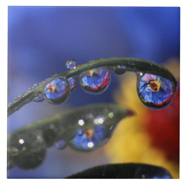 EUA, Oregon, Portland, Close de ladybird (Frente)