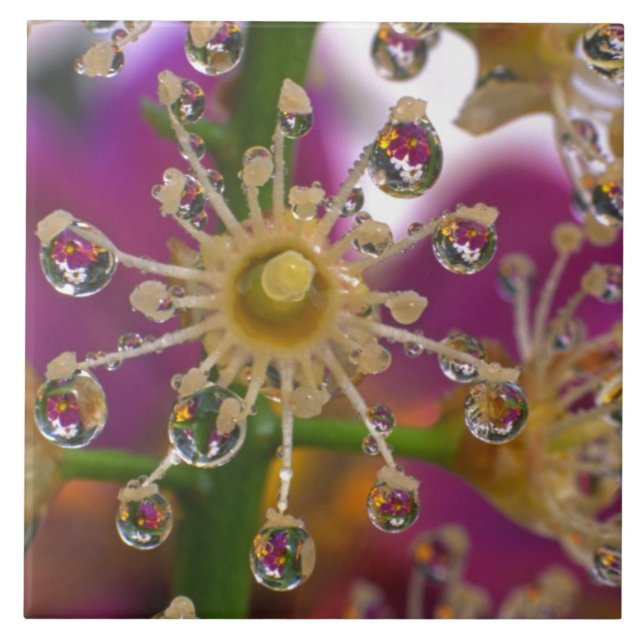 EUA, Oregon, Portland. Flores de Cosmos refletem e (Frente)