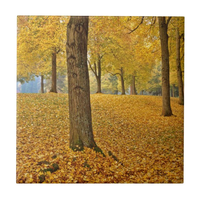 EUA, Oregon, Portland. Linden Trees Americanas (Frente)