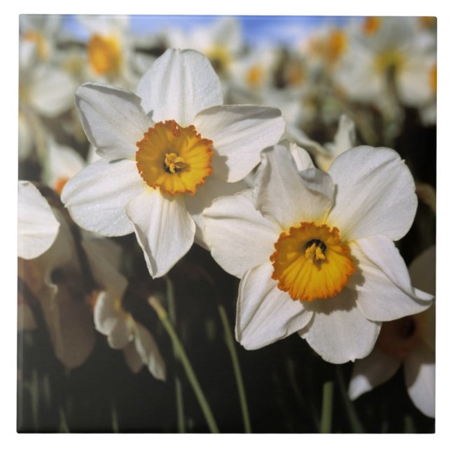EUA, Oregon, Vale Willamette. Narcisos (Frente)