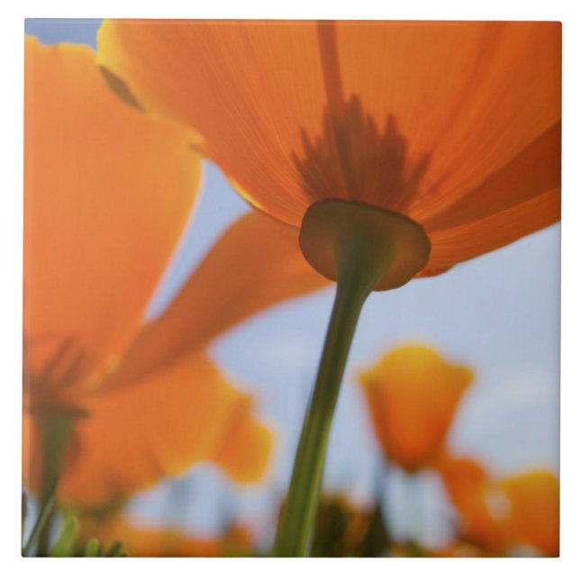 EUA, Oregon, Willamette Valley, Close UP of 2 (Frente)