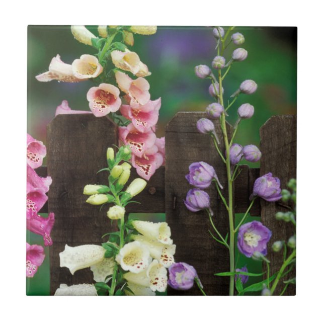 EUA, Pensilvânia. Dedaleira e delphinium (Frente)