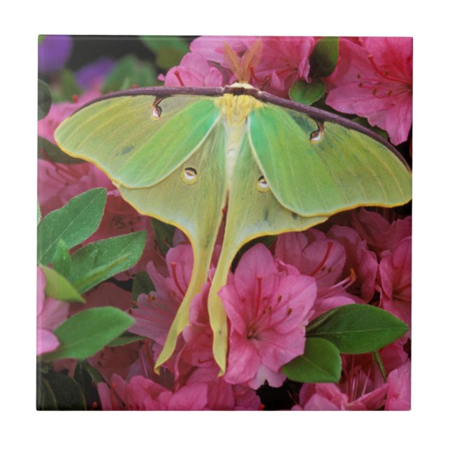 EUA, Pensilvânia. Luna moth em clematis rosa (Frente)