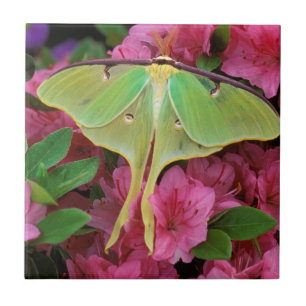 EUA, Pensilvânia. Mariposa-luna em clematite rosa