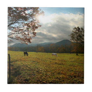 EUA, Tennessee. Cavalos Em Cades Cove Valley