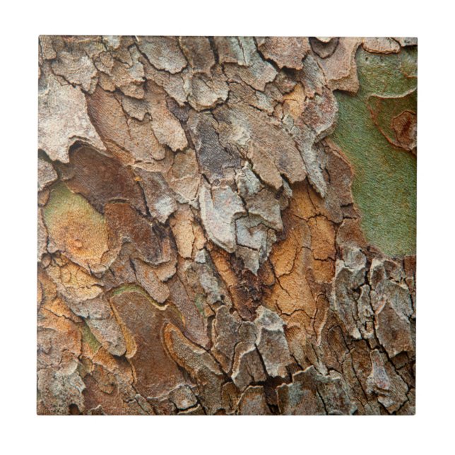 EUA, Tennessee, feche o Latido em uma árvore (Frente)