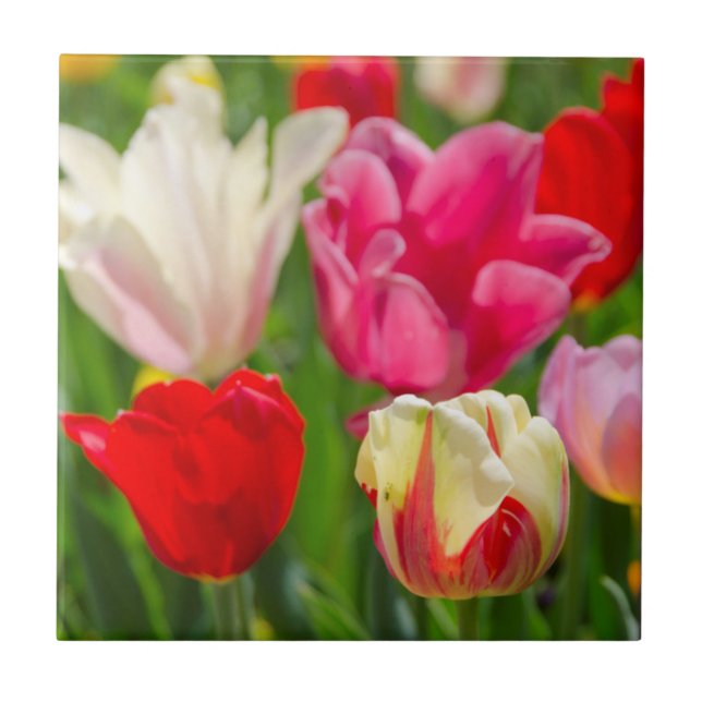 EUA, Tennessee, Nashville (Frente)