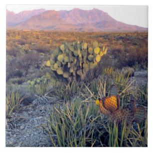 EUA, Texas, Big Bend NP. Um crepúsculo arenoso ros