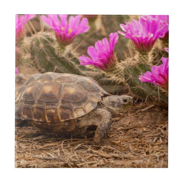 EUA, Texas, condado de Hidalgo. Tortoise (Frente)