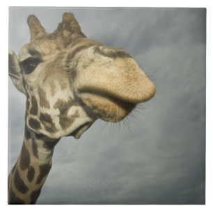 EUA, Texas, Fossil Rim Wildlife Area, girafa